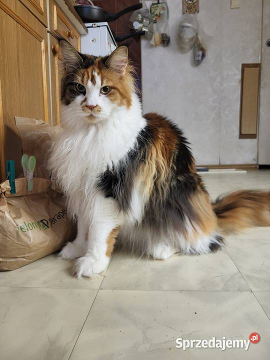Kocięta Maine Coon kociego behawiorysty Nowa Ruda
