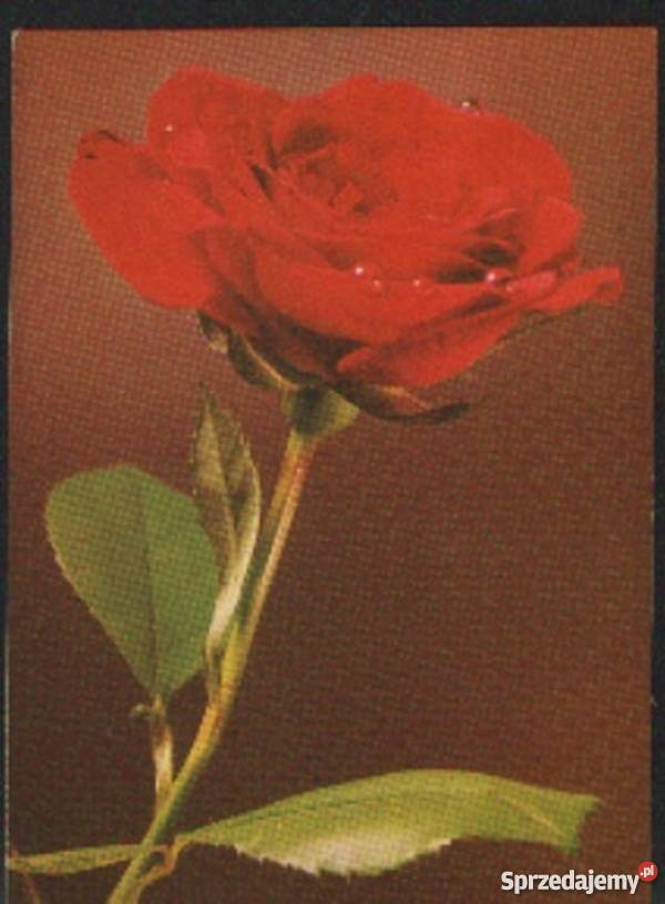 KPoczt Róża czerwona Gliwice