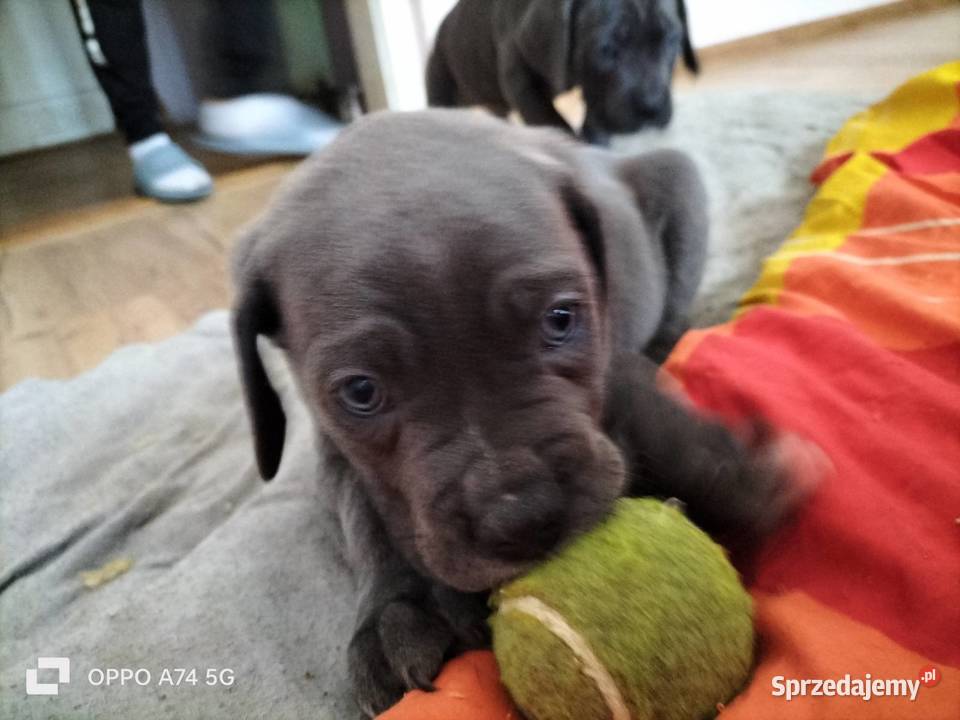 8 wspaniałych szczeniaczków cane corso