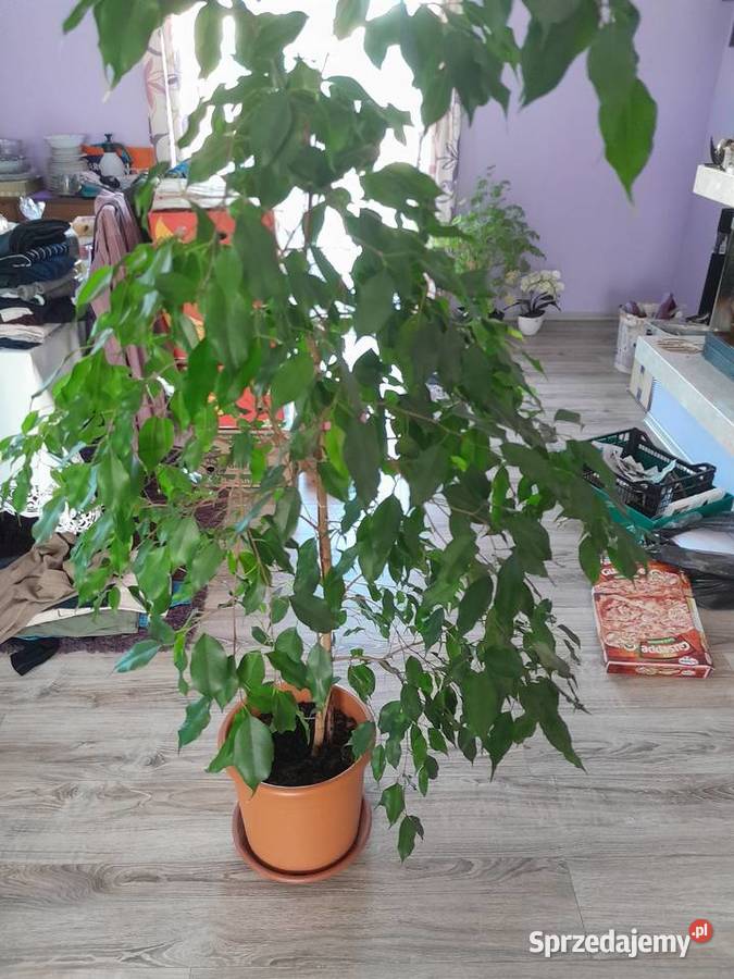 Fikus Danielle Ficus Benjamin 150 małopolskie Wieliczka