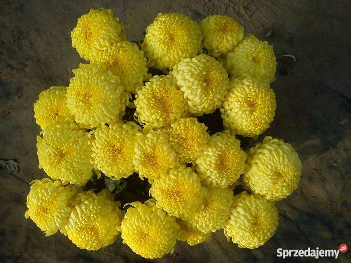 Chryzantemy wielkokwiatowe i średniokwiatowe Sandomierz