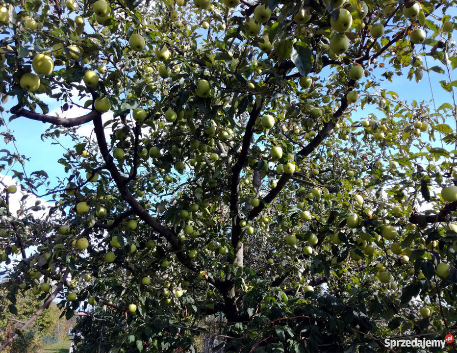 Działka ROD Racibórz