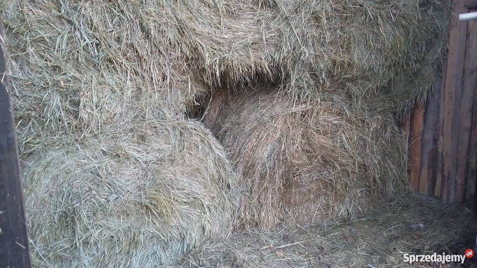 Siano świętokrzyskie Pińczów