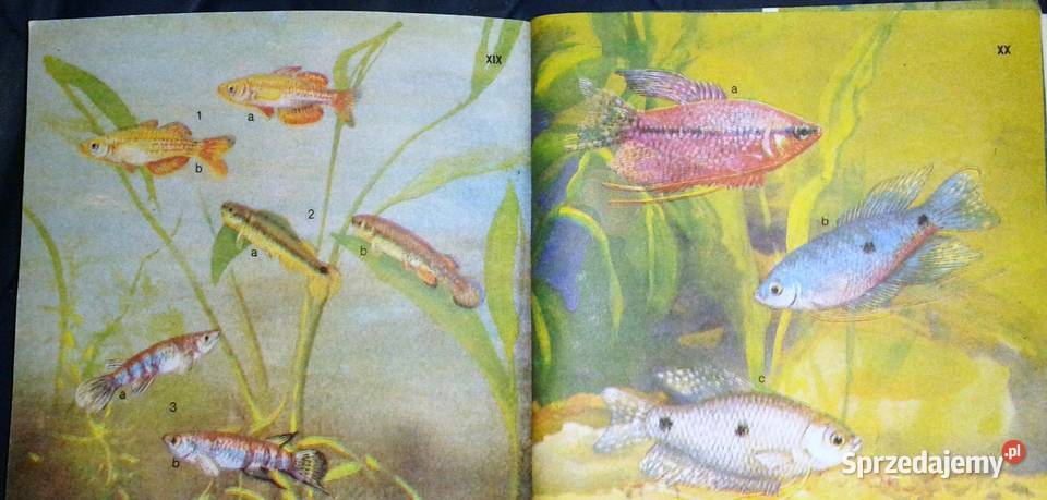 Akwarium i jego mieszkańcy Mirosław Huszcz Rok wydania 1985 Pozostałe Chełm