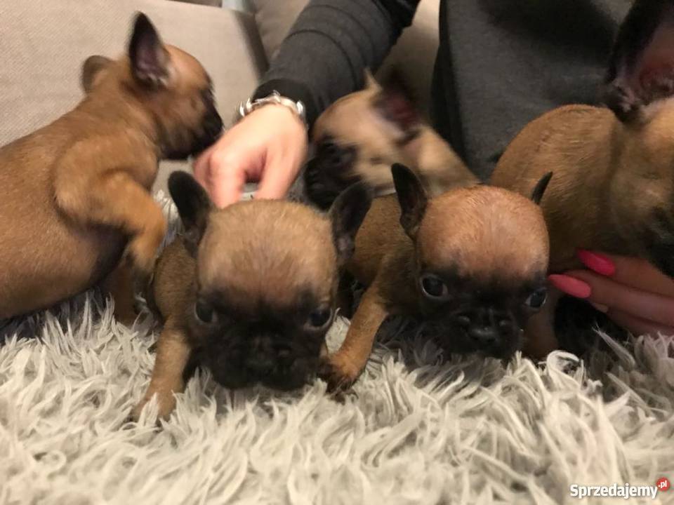 Sprzedam Pieski Rasy BULDOG FRANCUSKI Koszalin sprzedam