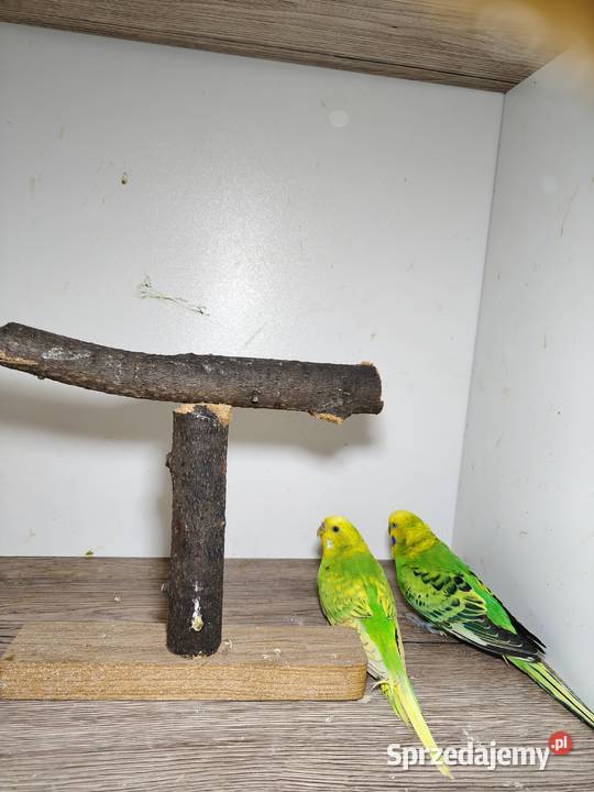 Sprzedam papużki faliste Rybnik