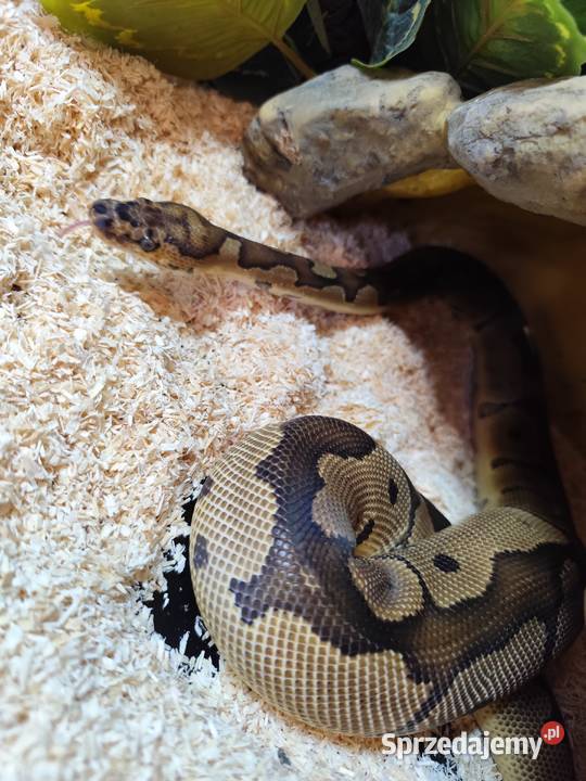 Pyton królewski z terrarium Pruszków sprzedam