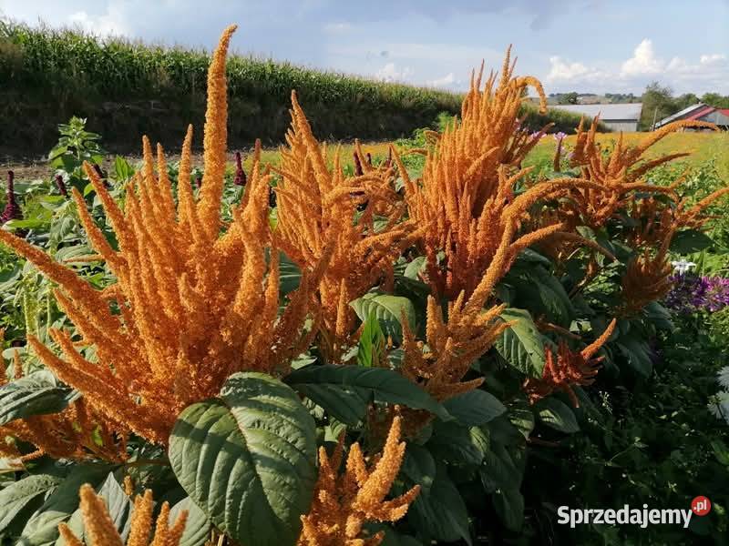 Dynia krzaczasta Unikat Nasiona pestki kolekcja Kraków