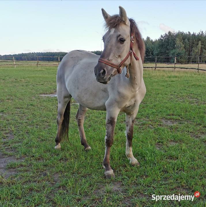 Konik polski źrebna klacz Błaszki sprzedam
