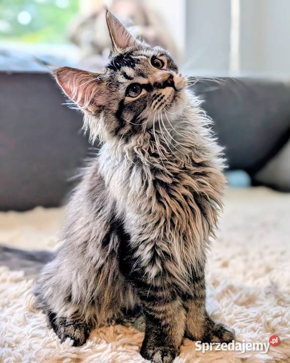 Kocięta Maine Coon z hodowli FIFe FPL rodowód sprzedam
