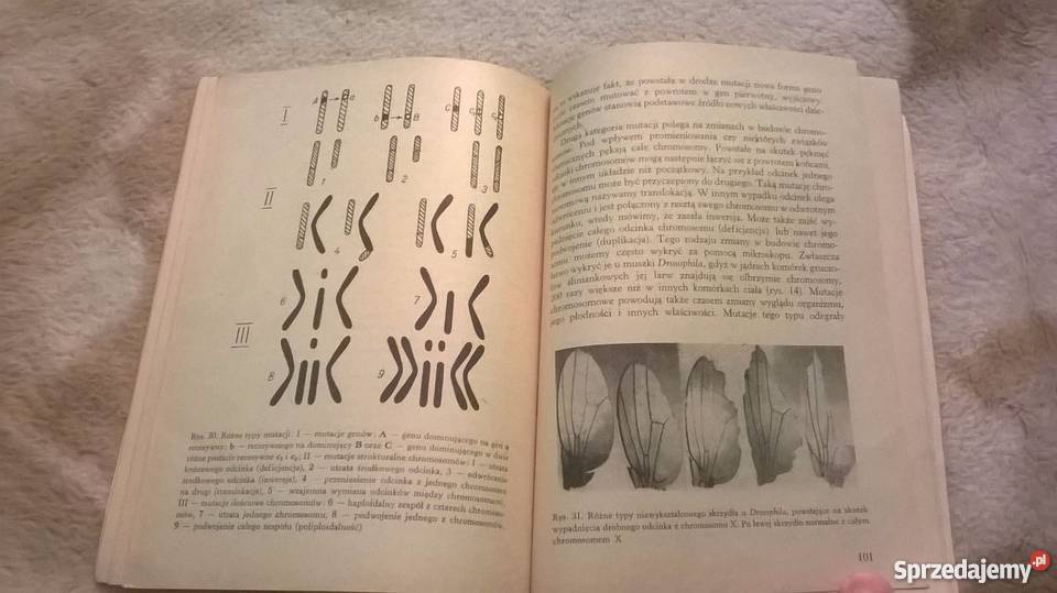 POZNAWANO ZJAWISKO DZIEDZICZNOŚCI GAJEWSKIfa Goleniów