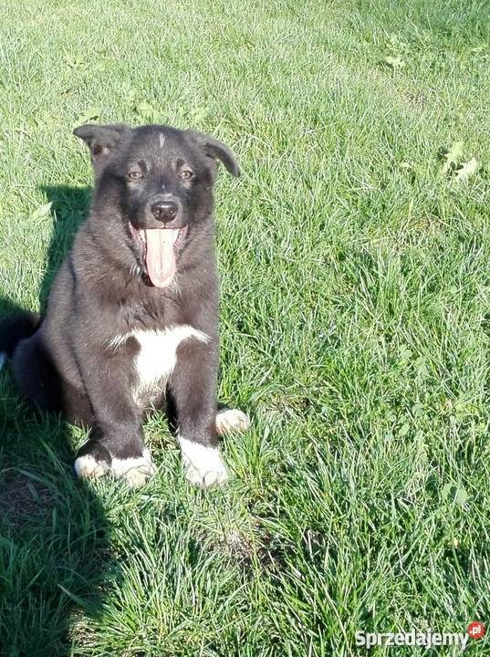 Łajka rosyjskoeuropejska