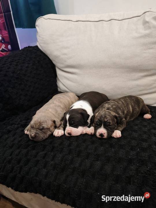 Amstaff suczki i pieski