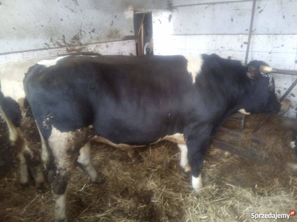 sprzedam byki 10 Wręczyca