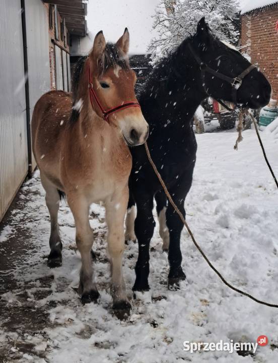 Ogierki zimnokrwiste Janów sprzedam