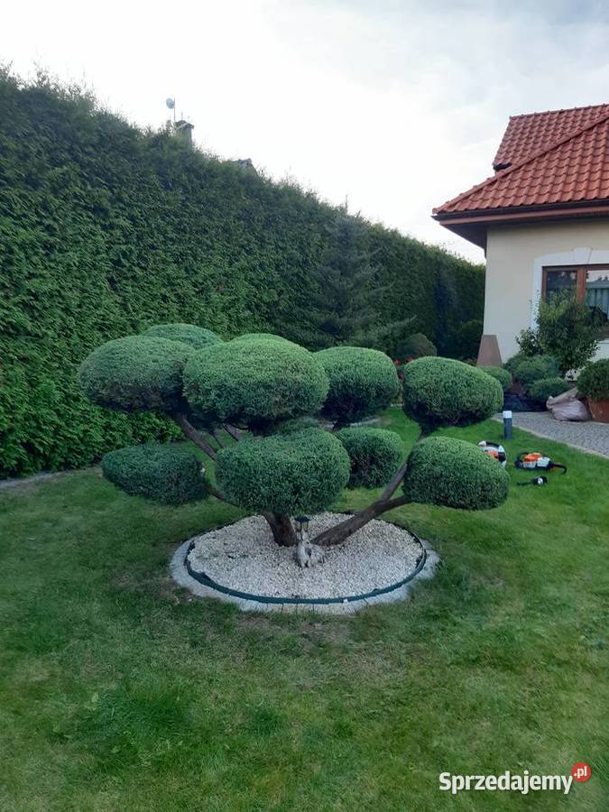 Tuje drzewa krzewy Kraśnik