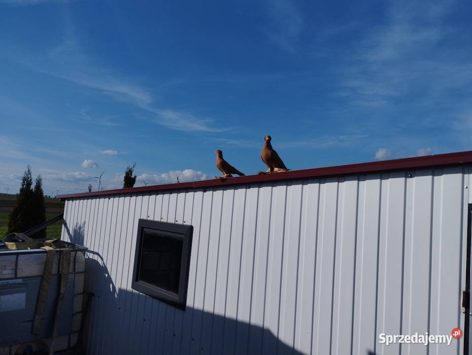 Wywrotka wschodniopruska Namysłów