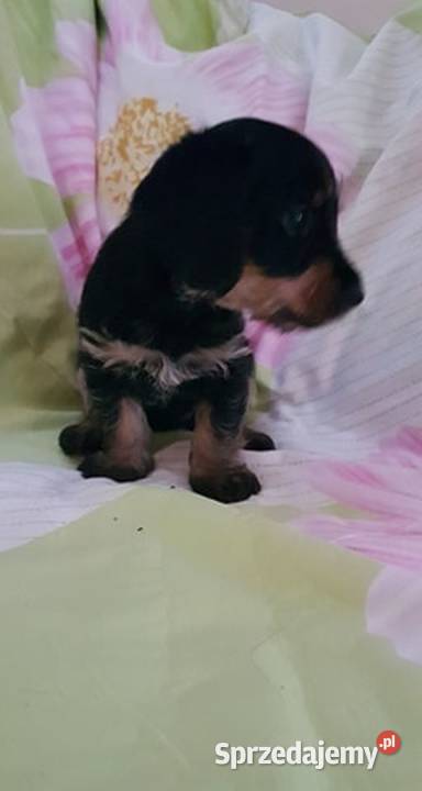 Mix YorkJamnik Warszawa