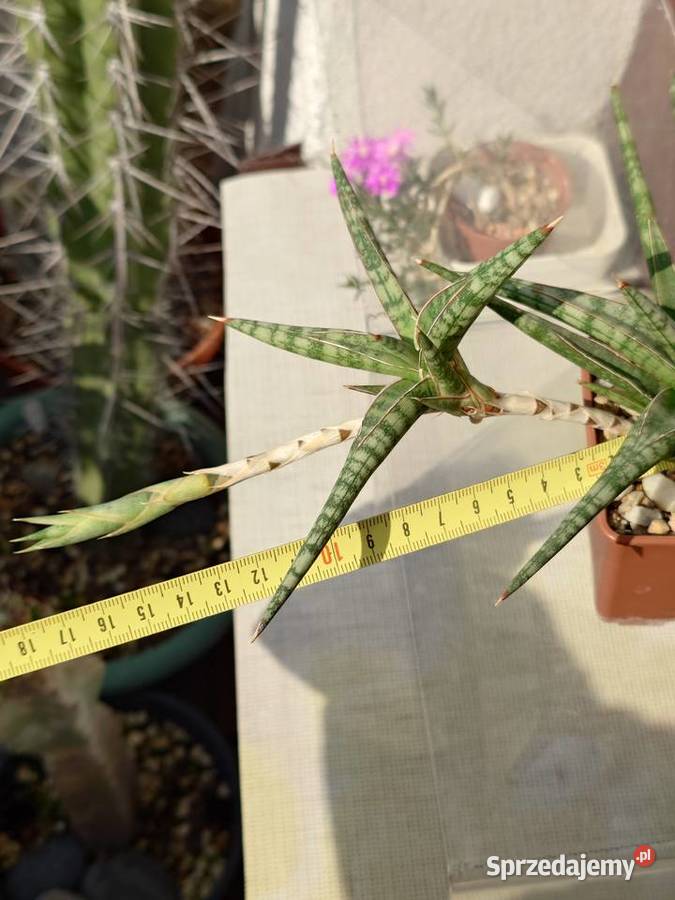Sansevieria ballyi odrost z rozłogiem karłowata Warszawa