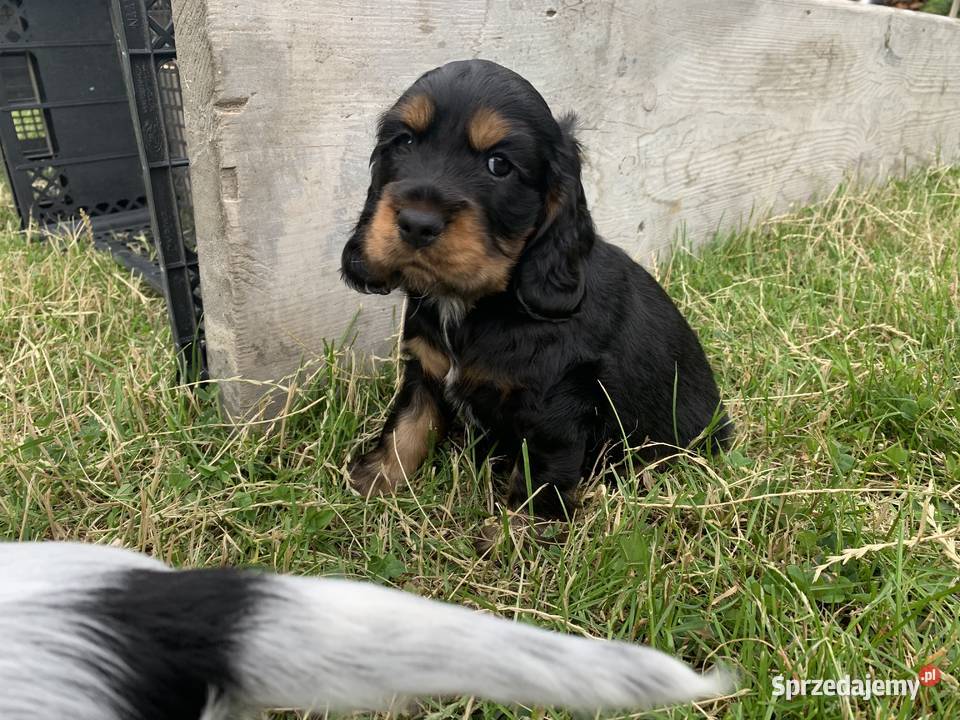 Szczeniaki cocker spaniel angielski Częstochowa