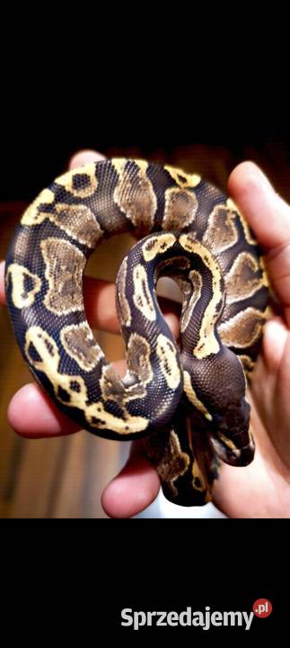 Pyton Królewski mazowieckie Warszawa