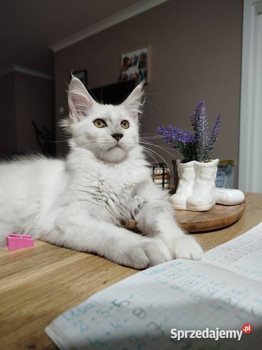 Kotka Maine Coon Kalipso sprzedam