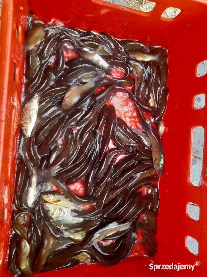 Ryby narybek Lina karasia karpia jesiotra Amura Słupca