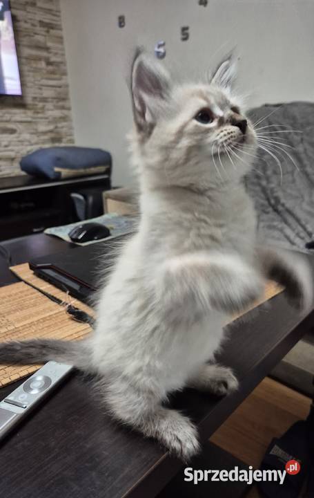 KOCUREK Neva Masquerade rodowód FPL Stary Broniszew