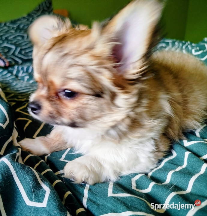 Maleńka sunia chihuahua wielkopolskie Konin
