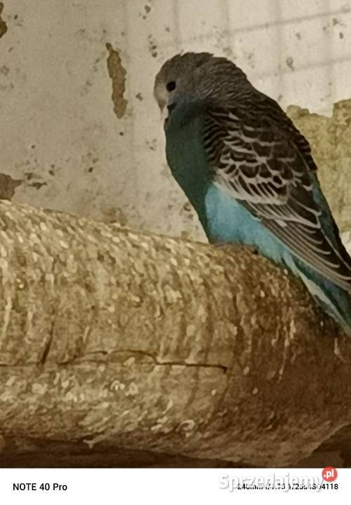 Sprzedam papugi faliste Gorzkowice sprzedam