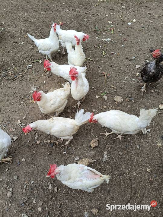Kury Leghorn Zwoleń