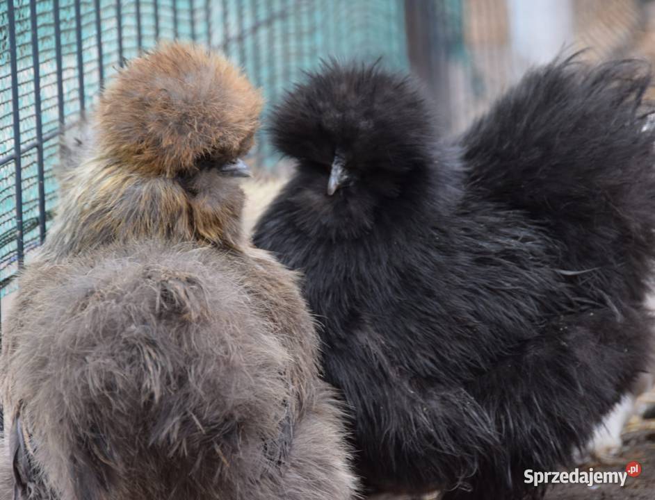 Jajka lęgowe silki usa Łochów