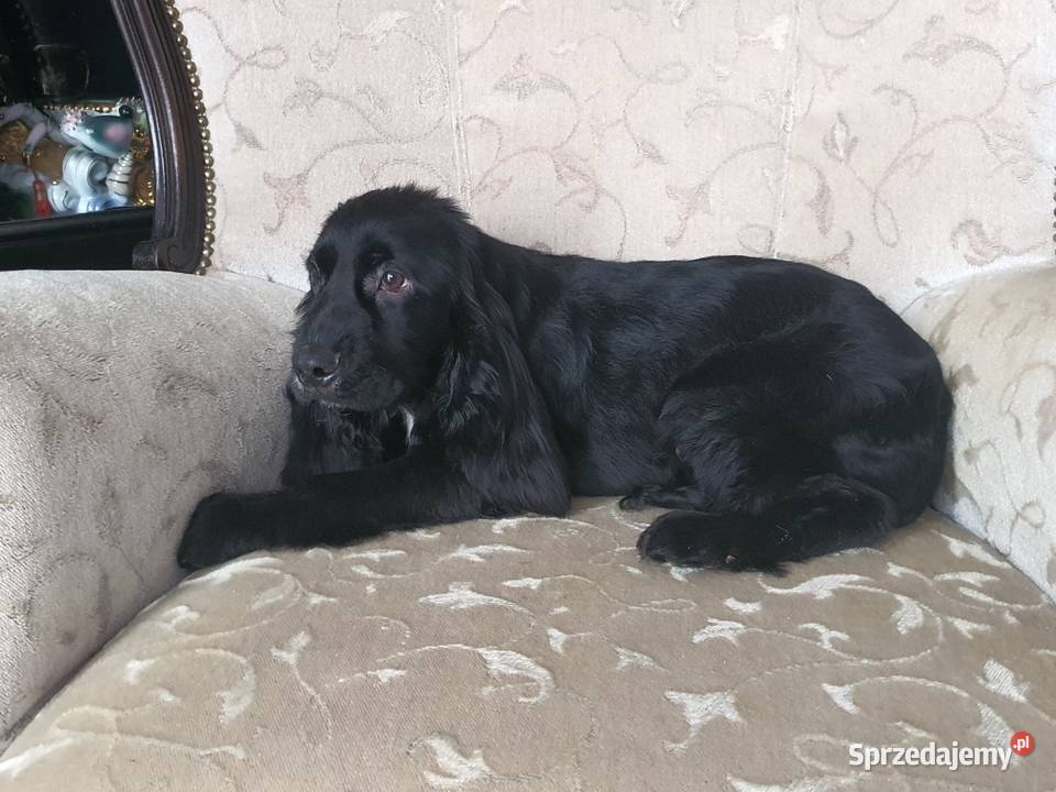 Cocker Spaniel Angielski suczka 5 lat szuka łódzkie Radomsko