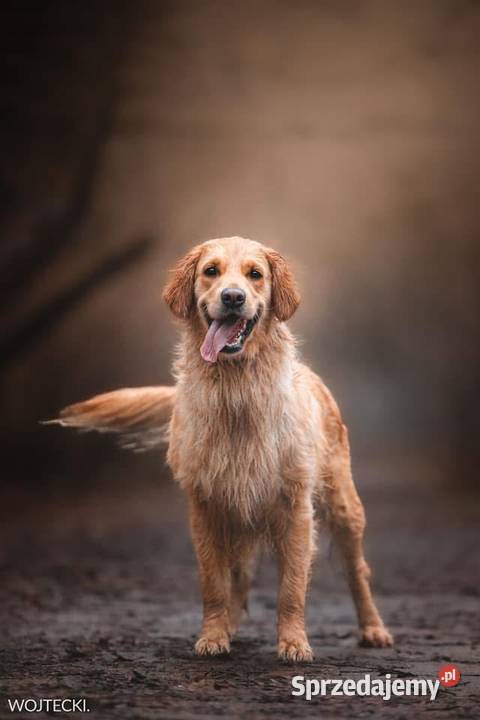 Golden Retriever Zapowiedz miotu Maj 2025 Golden Retriever Siekierki Wielkie