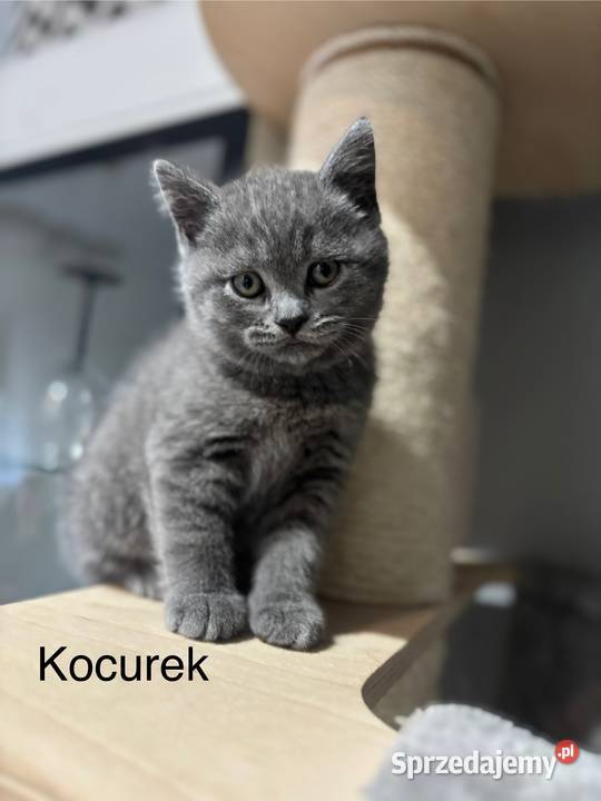 Koty Brytyjskie Czersk sprzedam
