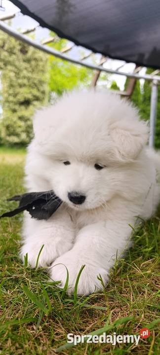 Samoyed szczeniaki