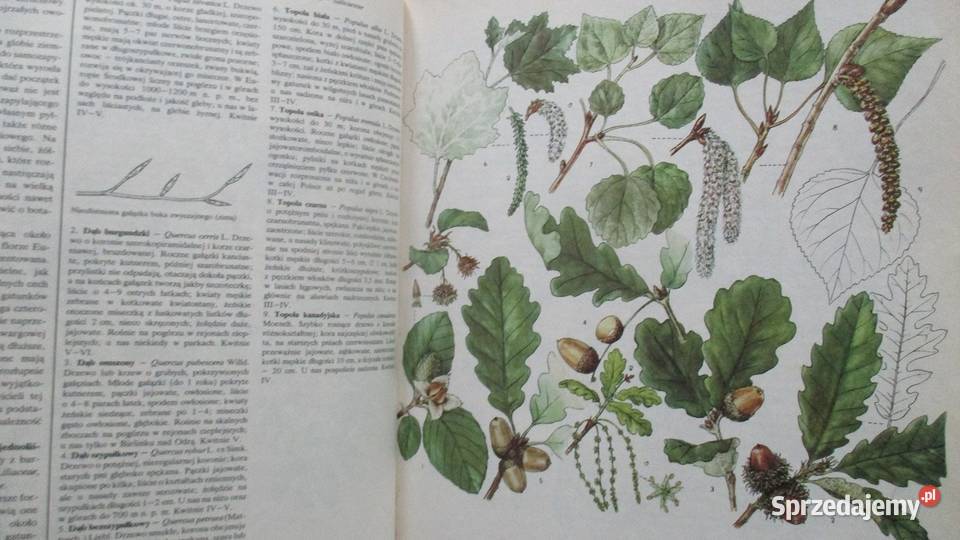 Rośliny ozdobą domu rosliny kwiaty ogród uprawa Poradniki, albumy i reportaże Łódź