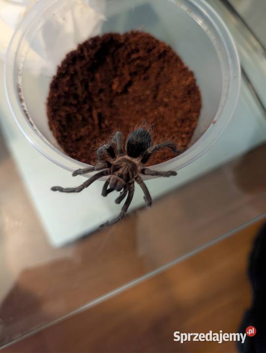 Jeden z piękniejszych pająków Phormictopus sp