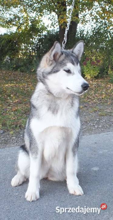 Alaskan Malamute psy i suczki Pozostałe sprzedam