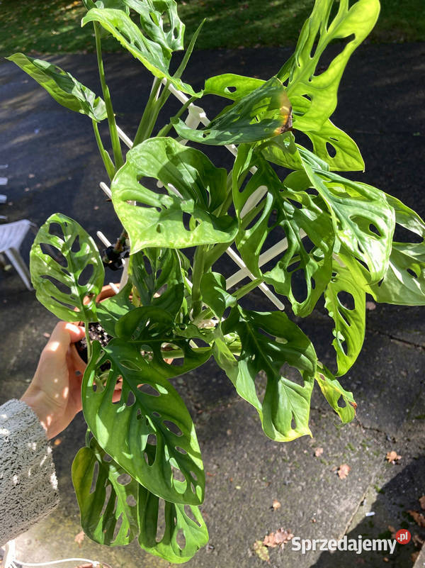 Bujna i zadbana Monstera adansonii Krk małopolskie Kraków