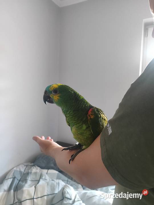 Papugi Amazonki ręcznie karmione Bochnia