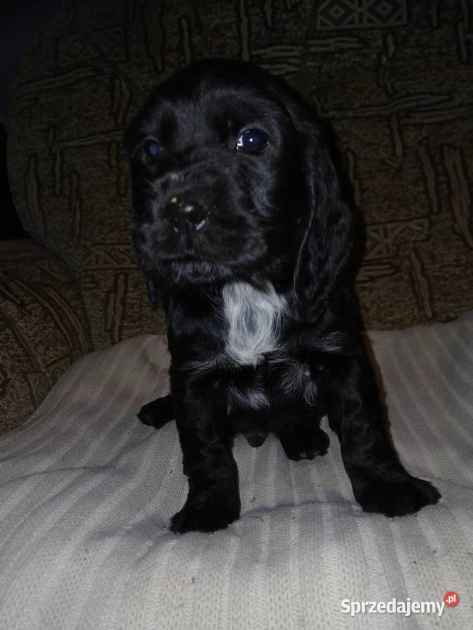 Śliczne Szczenięta Cocker Spaniel Angielski łódzkie Sieradz