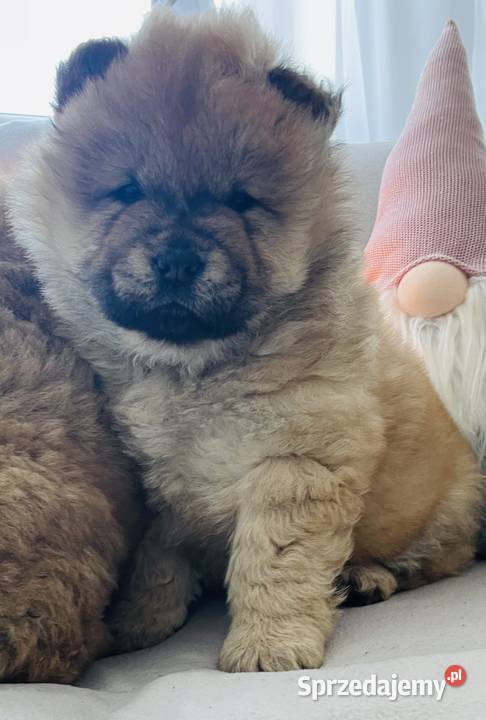 Przeurocza suczka Chow chow Łomża