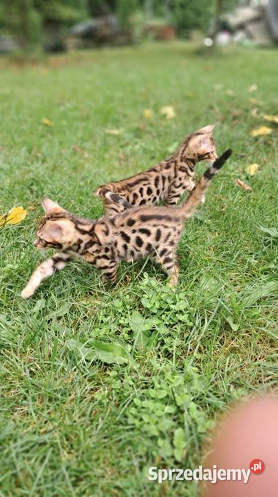 koty Bengalskie Chełm