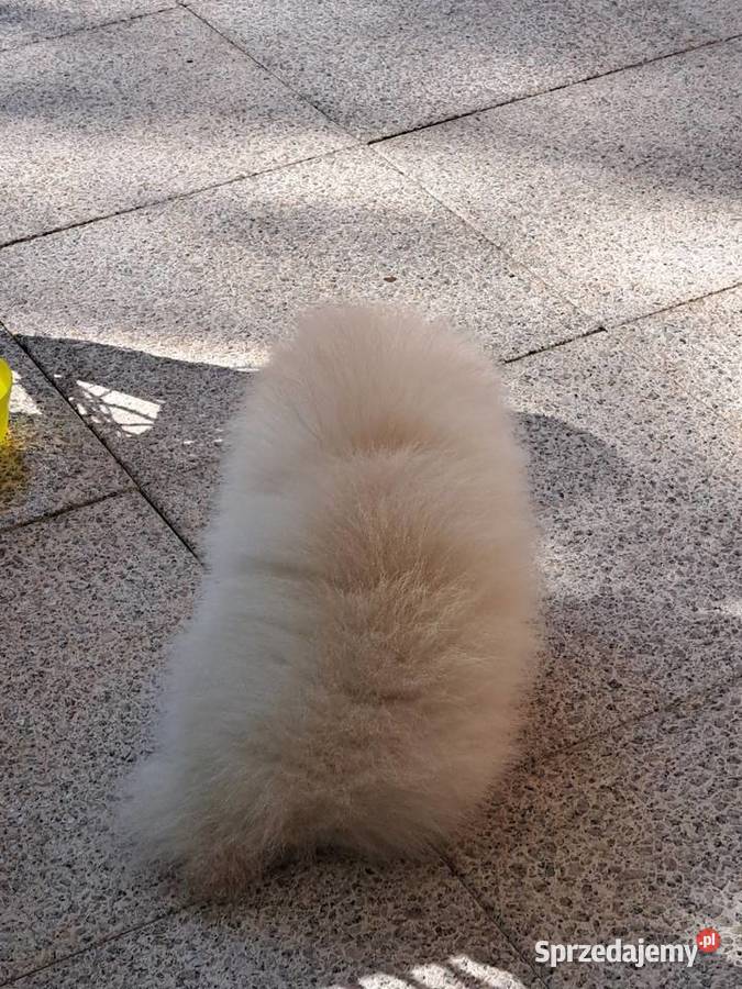 Szpic miniaturowy Pomeranian piesek Bolesławiec