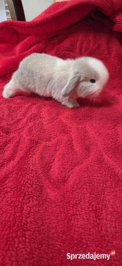 Króliczki Mini Lop Miejska Górka sprzedam