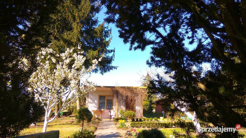 Działka ROD Poznań Darzynka prąd woda drzewka