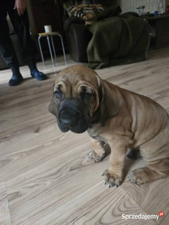 Fila brasileiro złote szczenię piesek sprzedam Resko sprzedam