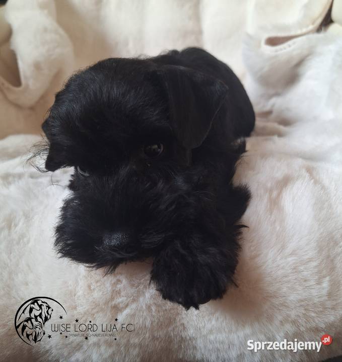 Sznaucer Miniaturowy czarny rodowód FCIZKwP Stargard