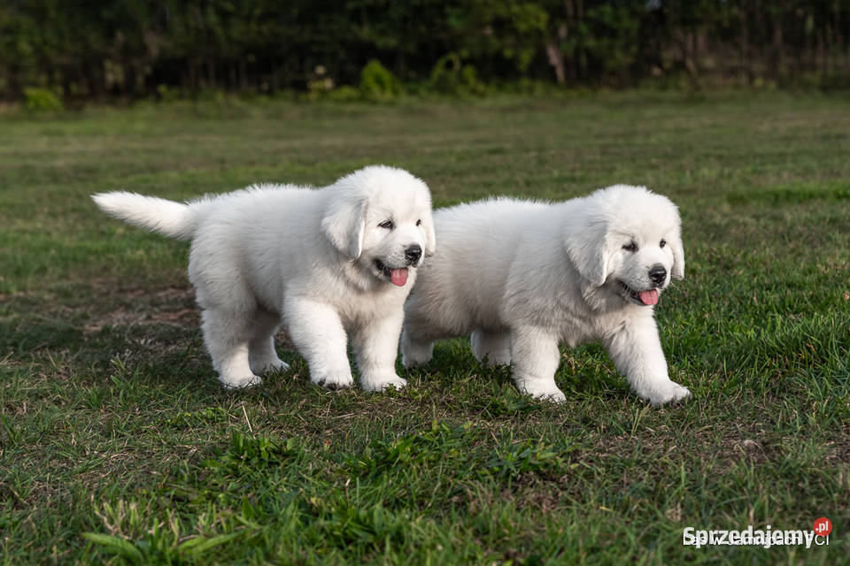 Owczarek podhalański szczenięta bo utytułowanych Jamnice